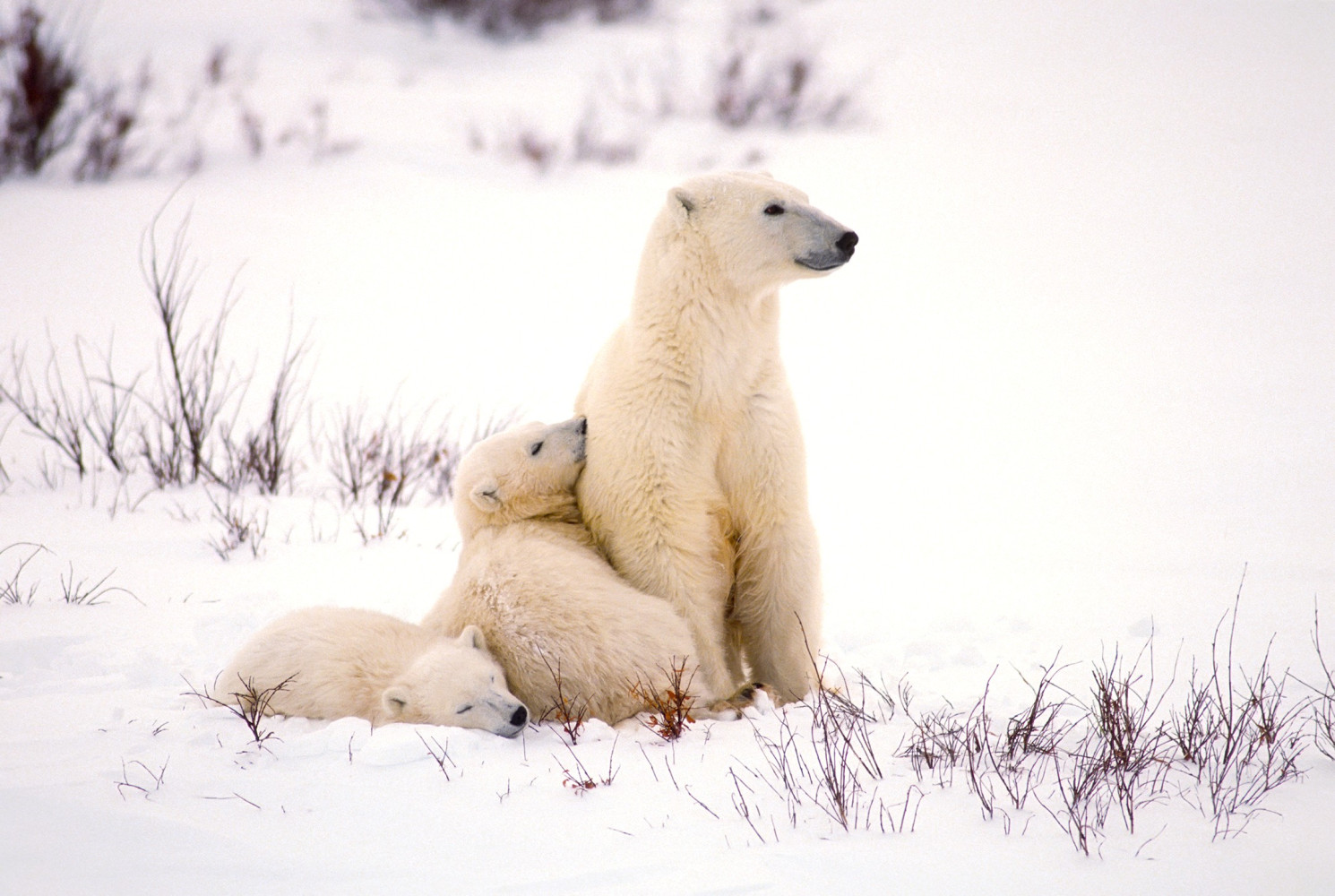 Ontario polar bears could be ‘extinct in 45 years’ as Ford’s Bill 5 strips remaining protections
