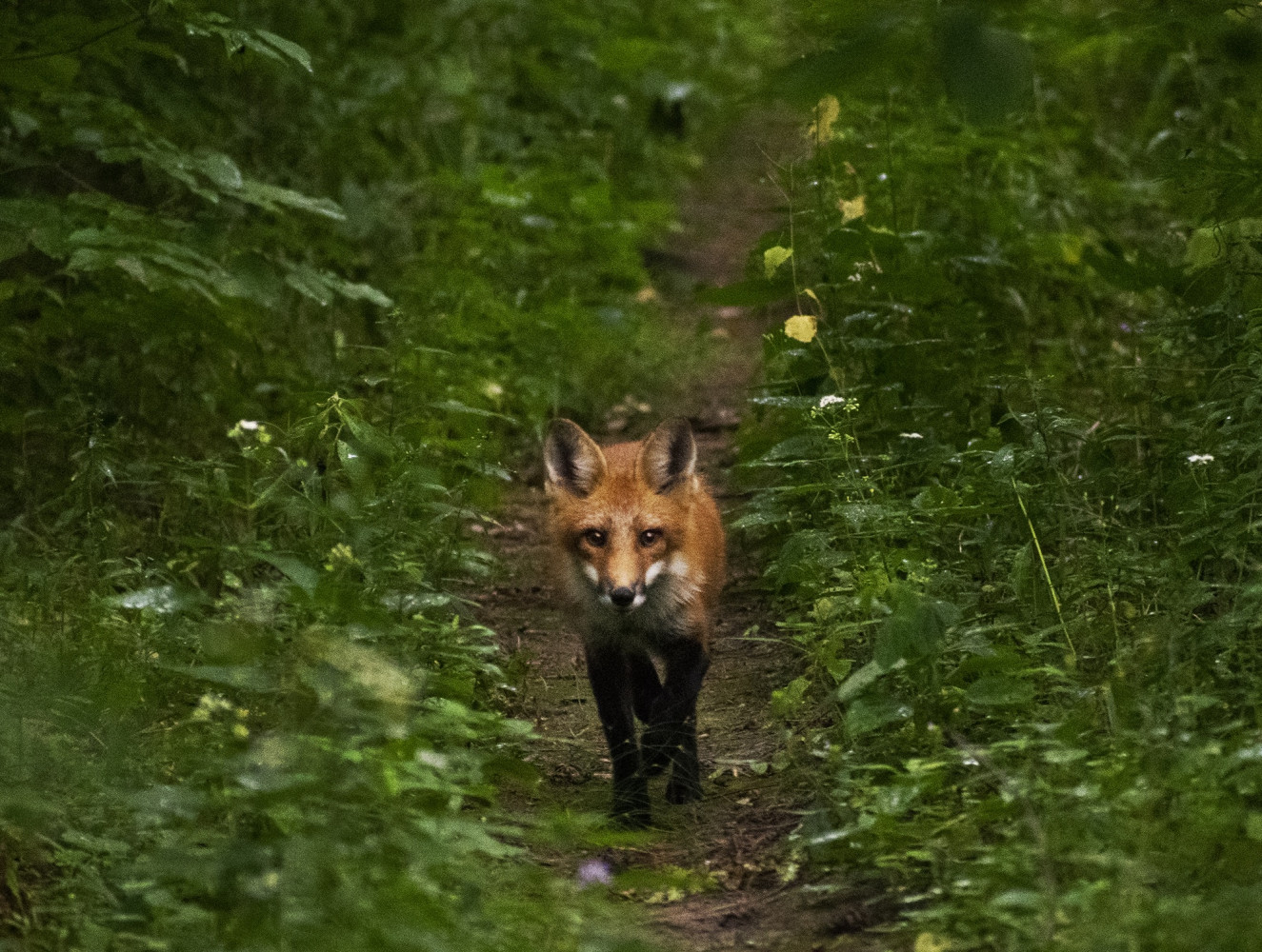 Ottawa science cuts threaten Canada’s ability to confront climate crises after hottest year on record