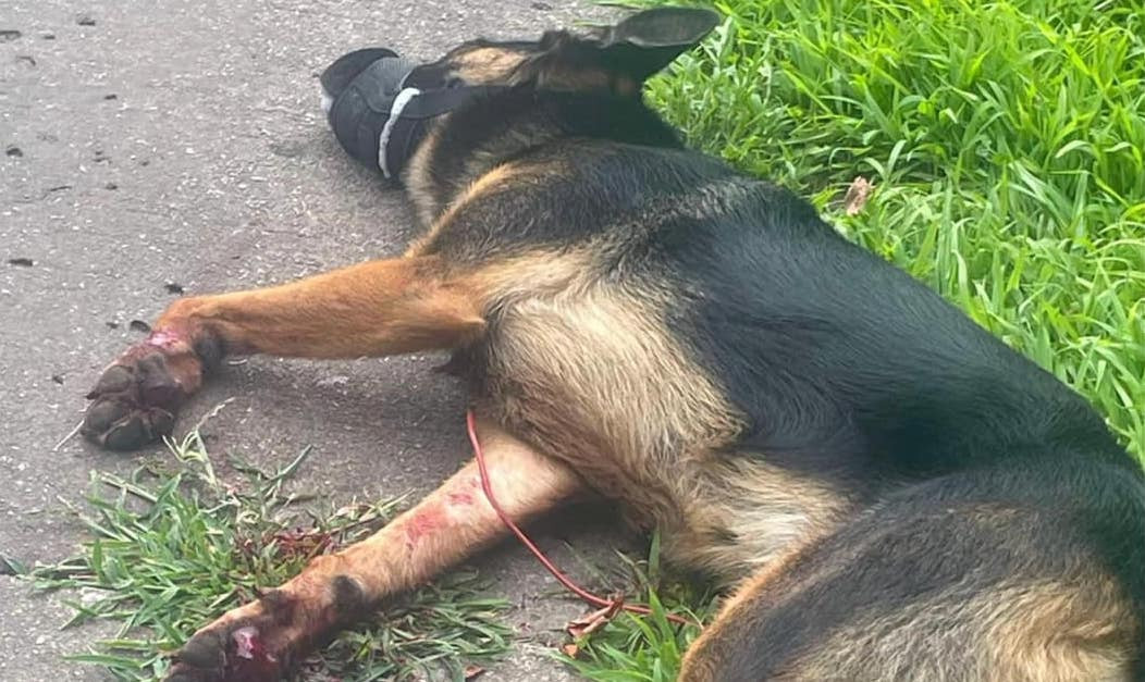 Owner found guilty in barbaric death of German shepherd Dakota