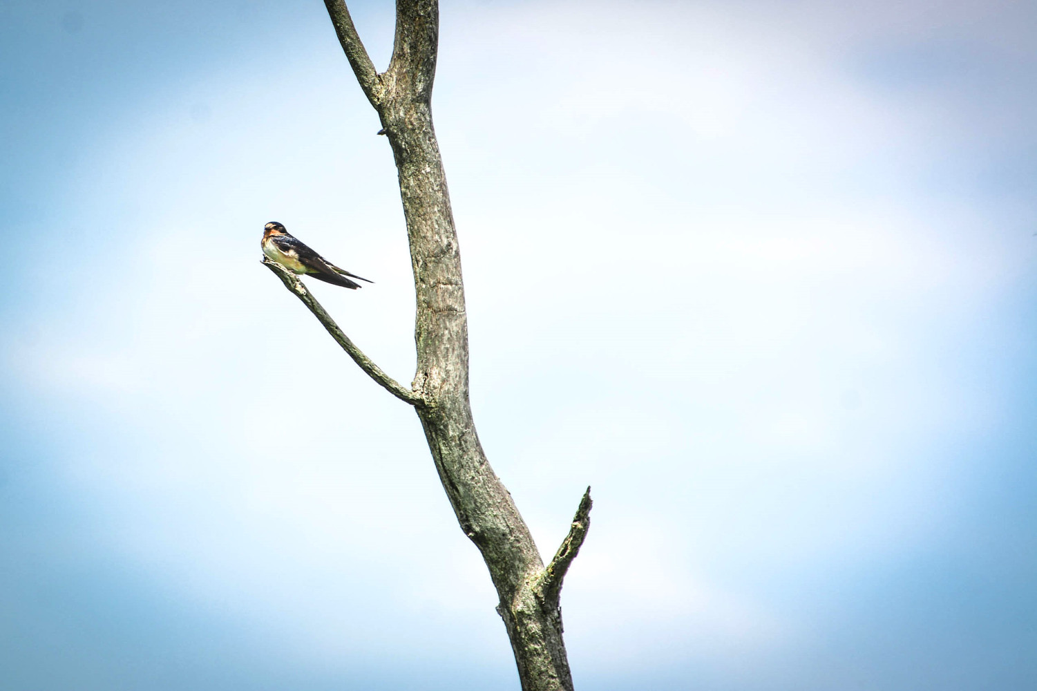 Parallel crises: Ontario losing biodiversity as new federal climate targets disappoint