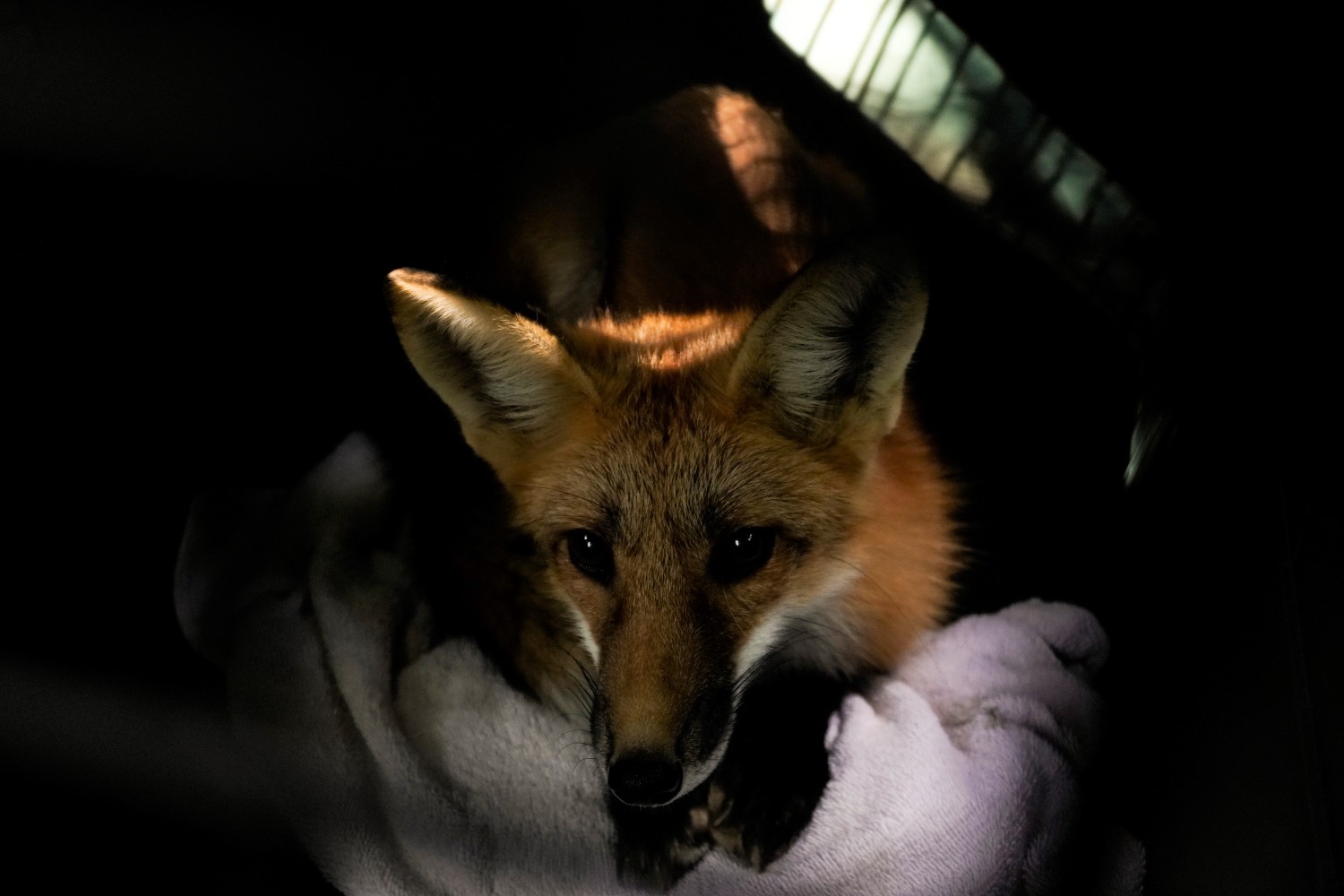 Part 2: Urban fox population illustrates need to protect Ontario’s ecosystems