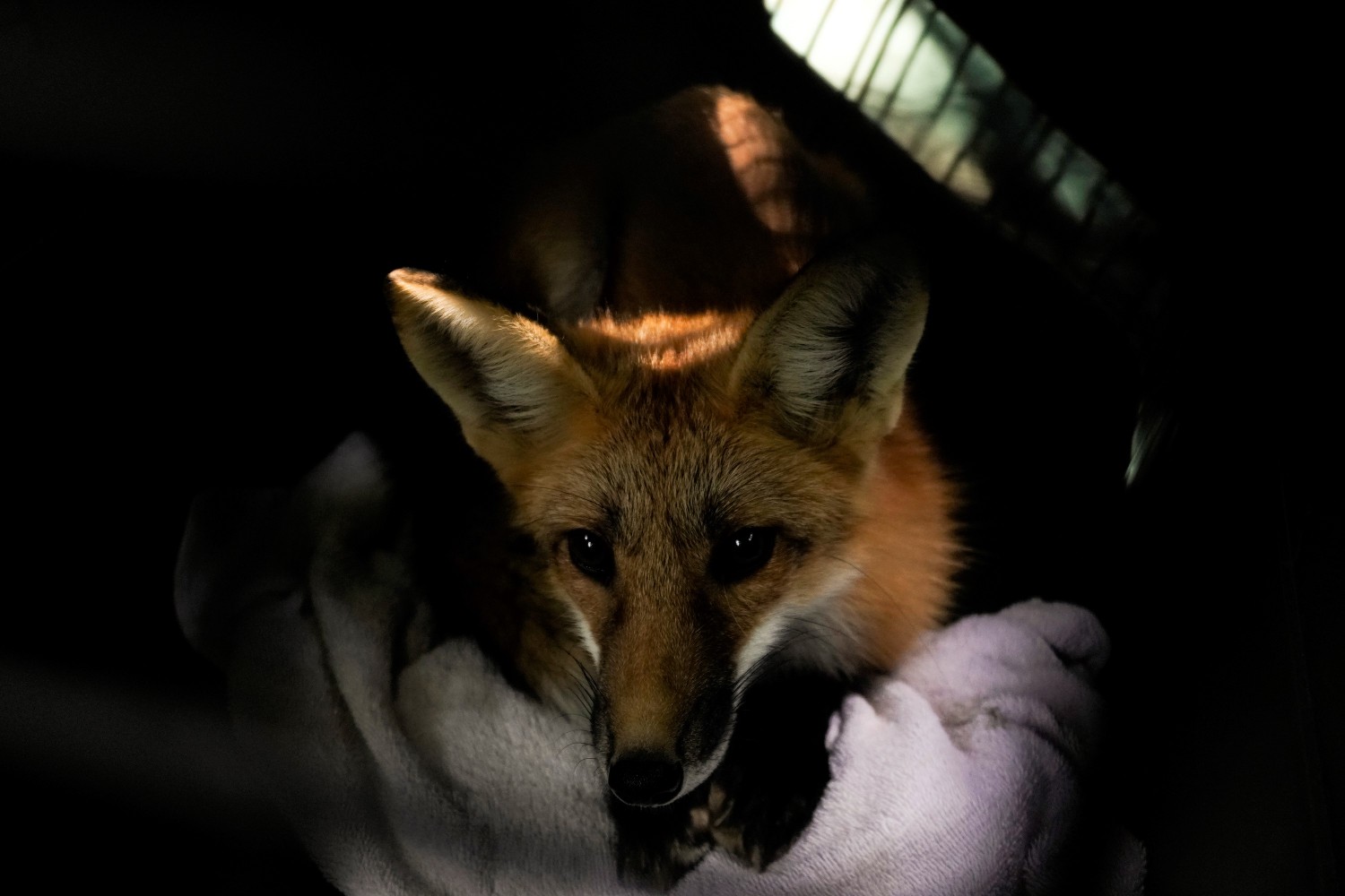 Red Fox Interaction with Humans - Foxes as a Resource