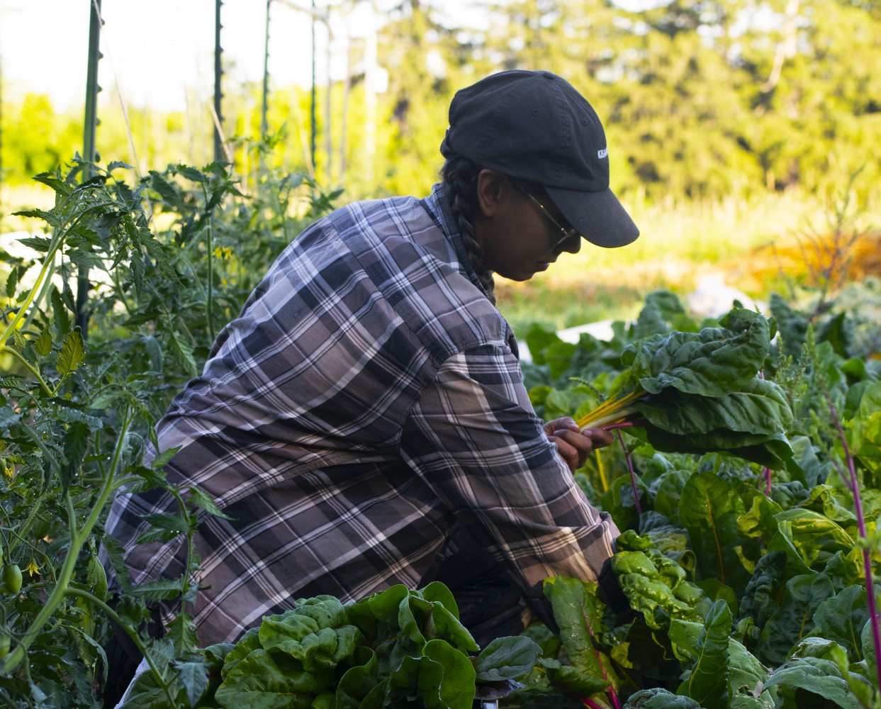 Paving over Peel farmland a threat to local food security