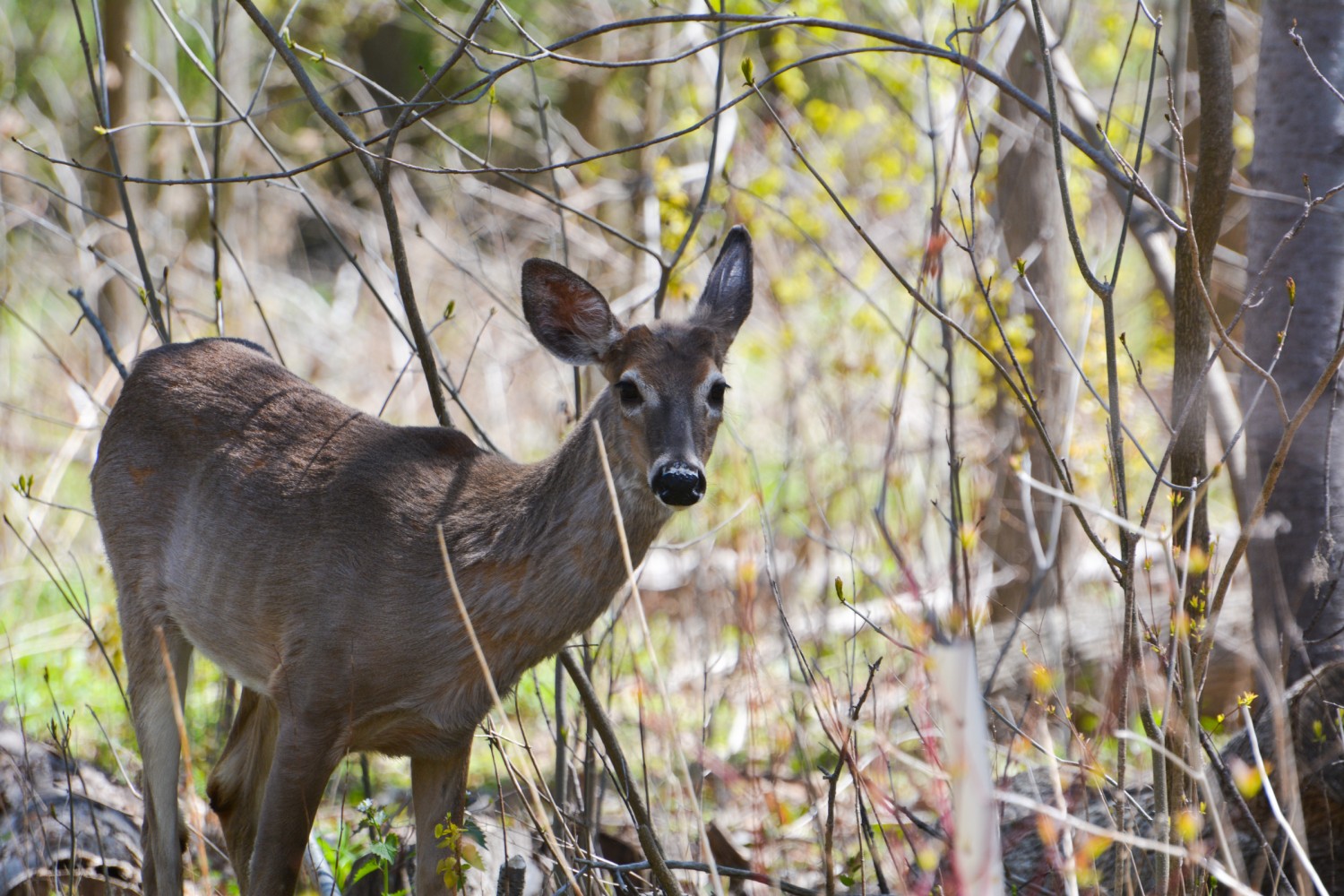 Peel is losing one of its strongest allies in the fight against climate change — its wild spaces 