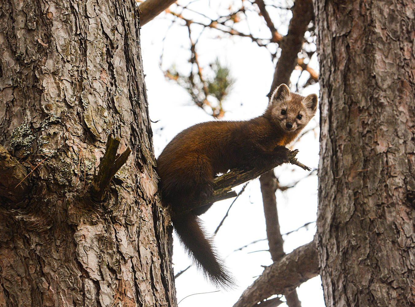 Peel joins growing list of municipalities opposing Doug Ford’s conservation authorities merger