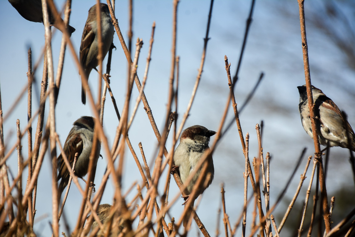 PHOTOS: Birders gather to conservation in one of the world’s largest citizen-led science projects