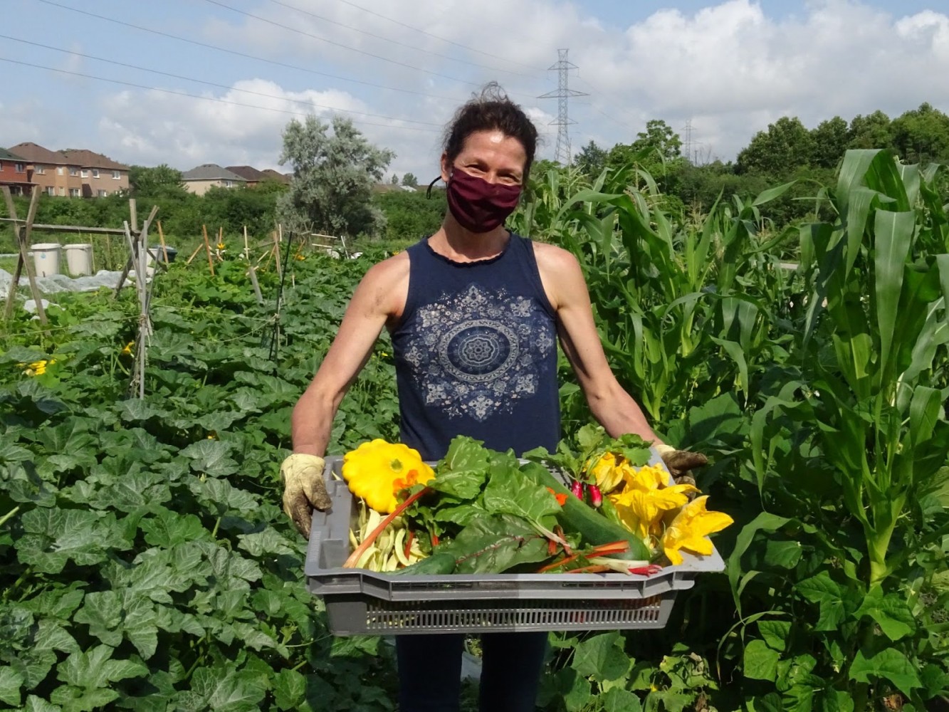 Residents create ‘intimate relationships’ with food by growing their own in community gardens