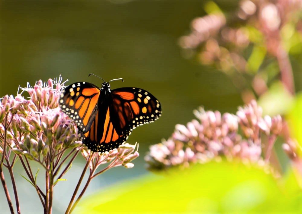 Southern Ontario, once home to a thriving monarch butterfly population, is the flagship of habitat fragmentation; the GTA West Highway will only make it worse