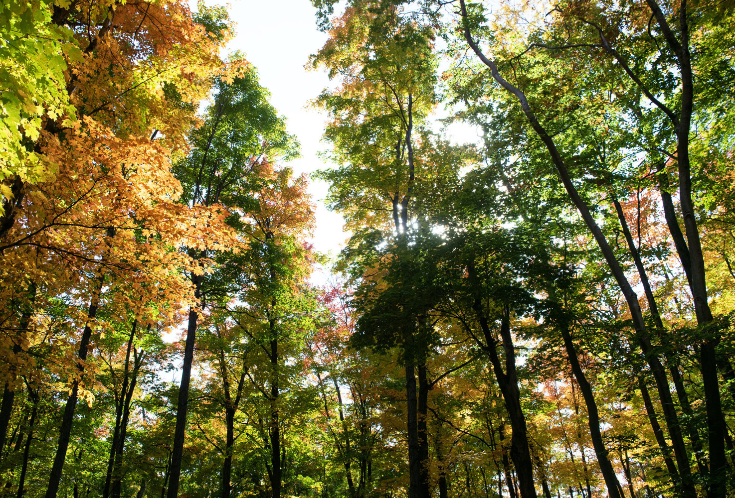 St. Catharines considers cutting objective for a larger urban forest despite pledge to plant 100,000 trees