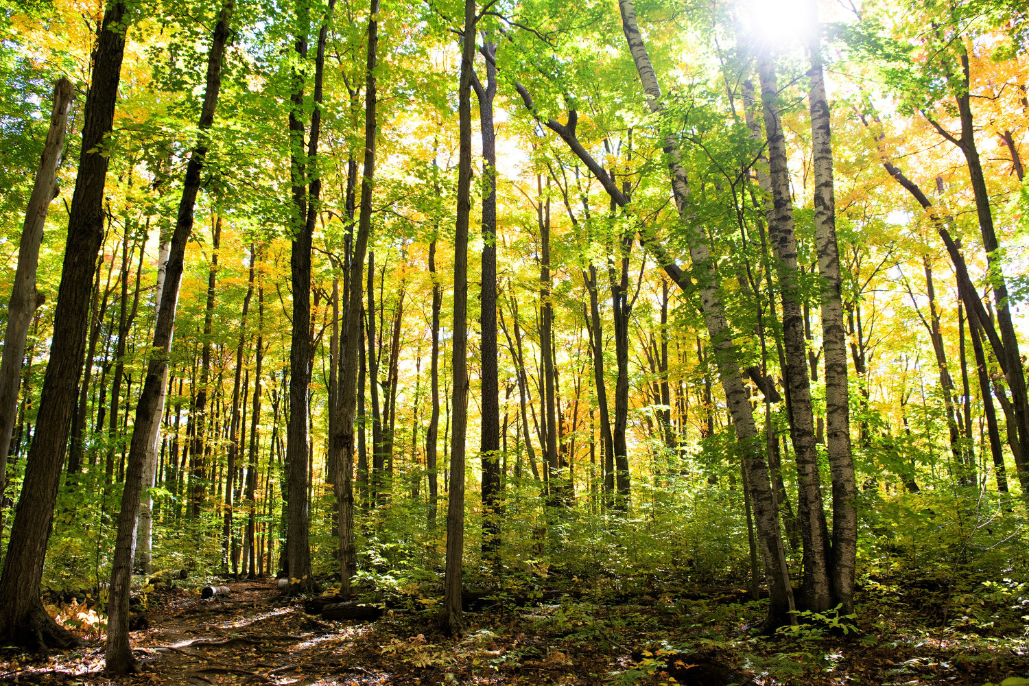 St. Catharines wants to plant 100K trees in 10 years—it’s just one way to combat climate change