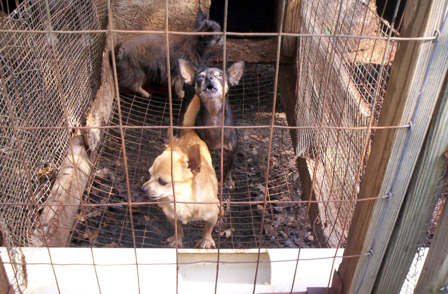 The PCs claim their new law will end puppy mills in Ontario—it won’t even come close