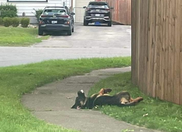 Trial for accused in horrific animal cruelty case in Niagara to conclude April 27