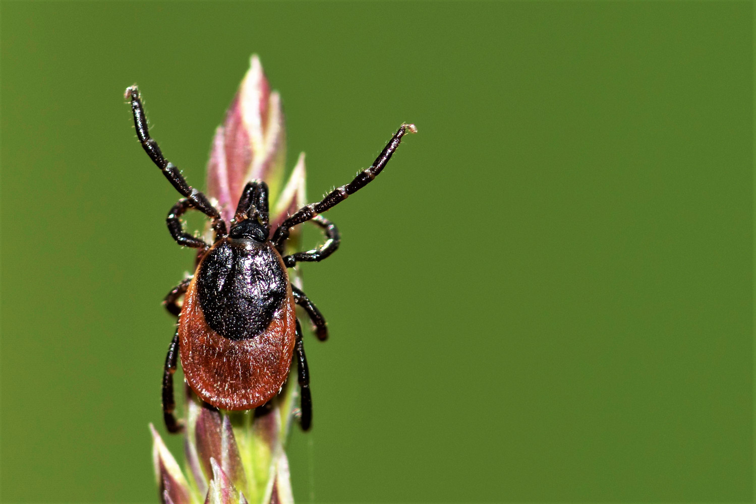 Warming climate pushes vectors farther north, increasing risk of Lyme disease in Canada