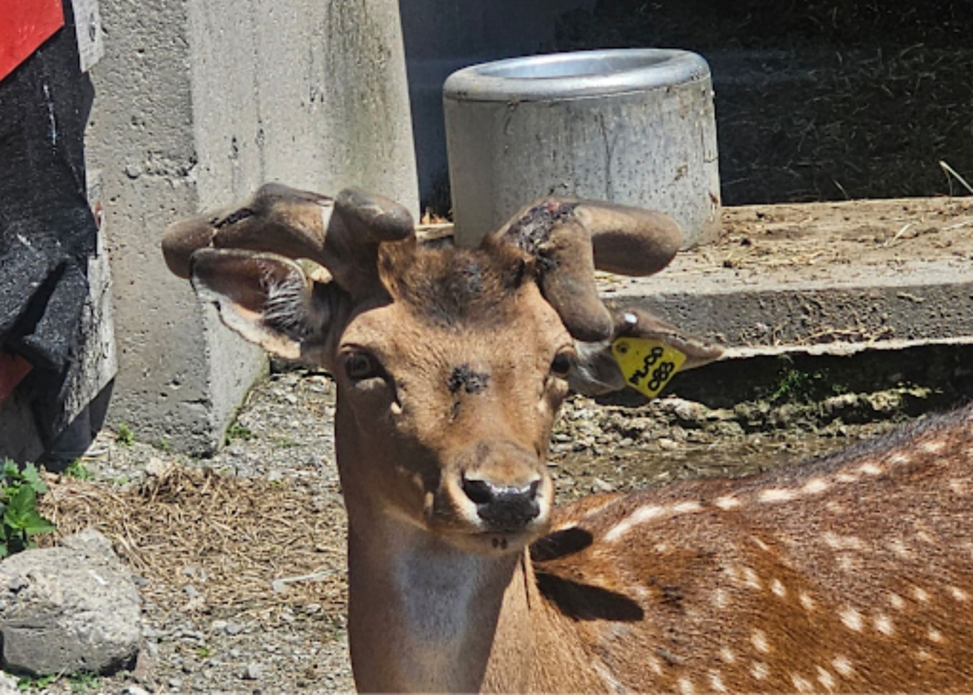 ‘Where’s animal welfare services?’: Marineland whistleblower claims injured deer, elk being sent to slaughterhouses