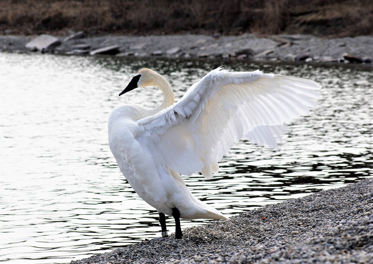 'Worst we have seen in North America': Avian Flu across GTA has experts concerned