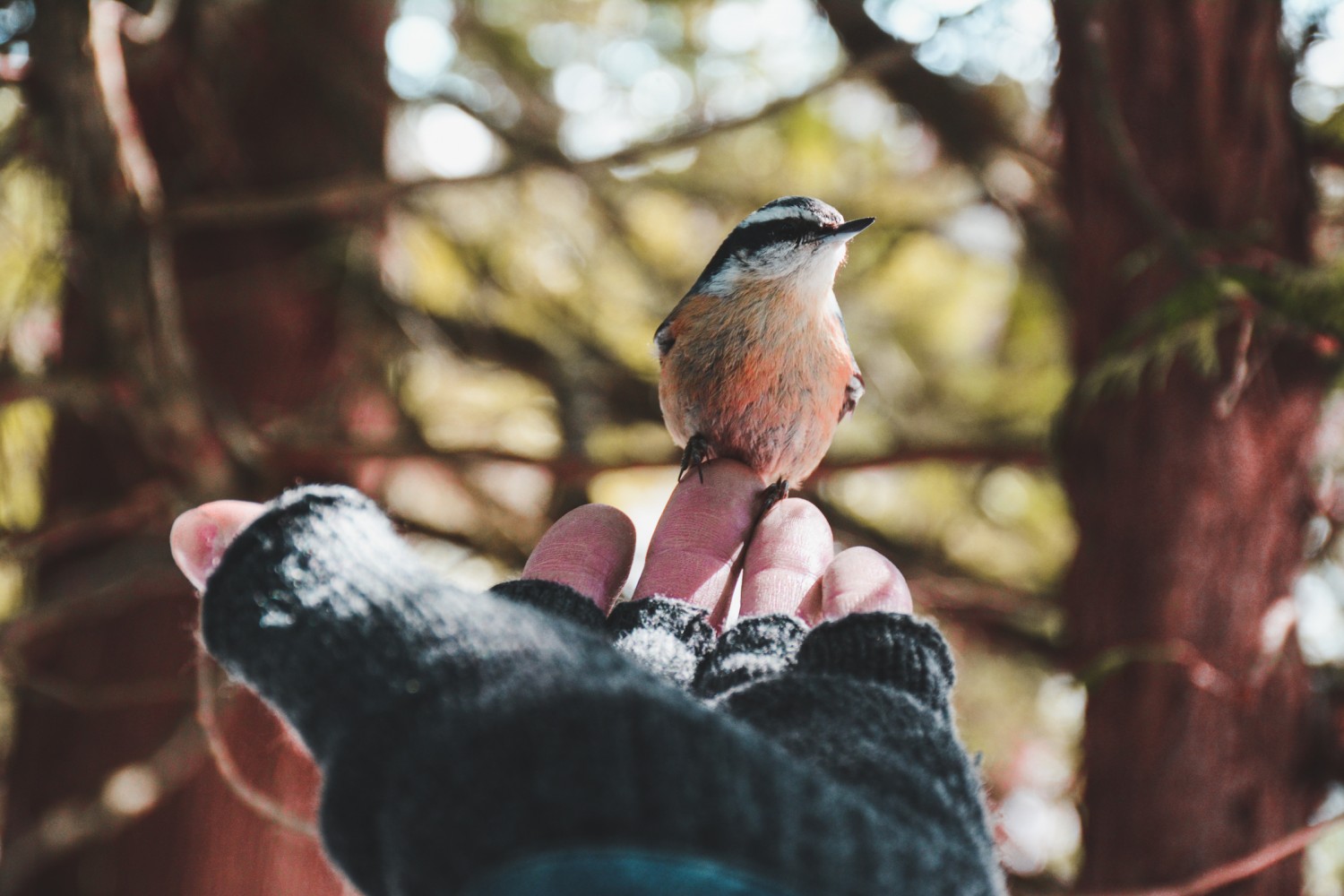 ‘You don’t think of protecting something you don’t love’: reconnecting with nature could trigger a wider movement